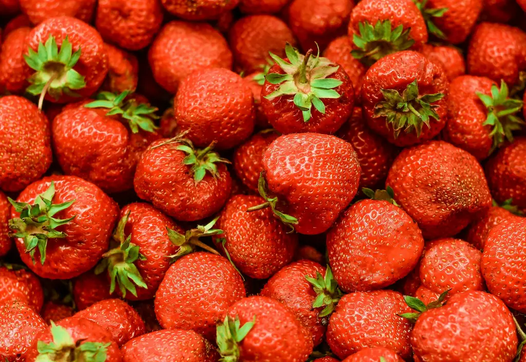 Fresas recién recolectadas en primer plano